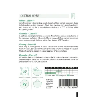 Brussels Witlof 'Zoom F1' - afbeelding 2