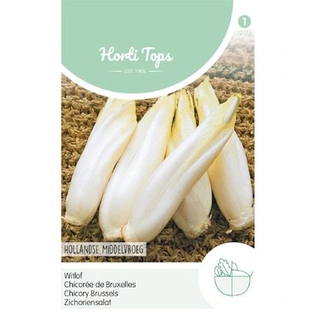 Brusselse Witlof - Hollandse Middelvroeg - afbeelding 1