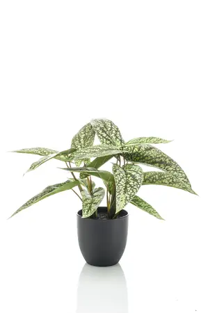 CALATHEA DOTS 38CM IN POT