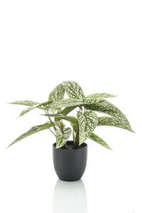 CALATHEA DOTS 38CM IN POT
