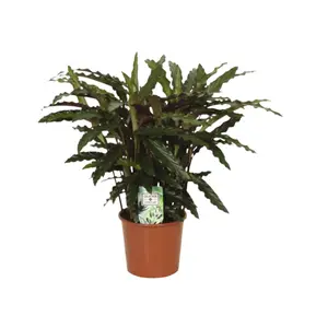Calathea Ruf. Elger Grass - afbeelding 2