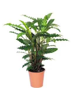 Calathea 'Tropistar' - afbeelding 3