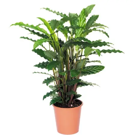 Calathea 'Tropistar' - afbeelding 1