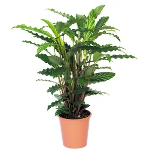 Calathea 'Tropistar' - afbeelding 3