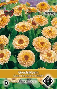 CALENDULA OFFICINALIS APRICOT DELIGHT - afbeelding 2