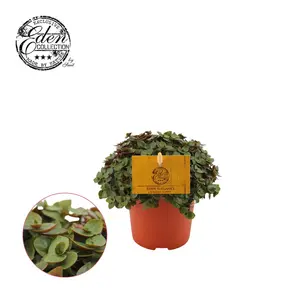 Callisia Turtle - afbeelding 5