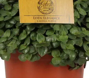 Callisia Turtle - afbeelding 3