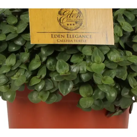 Callisia Turtle - afbeelding 4