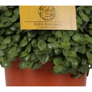Callisia Turtle - afbeelding 4