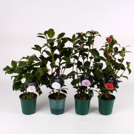 Camelia - Japanse Roos - Mix