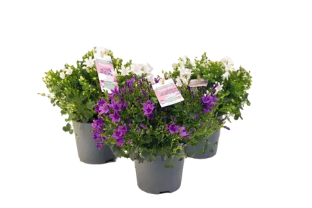 CAMPANULA AMBELLA WHITE 10,5CM