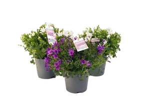 CAMPANULA AMBELLA WHITE 10,5CM