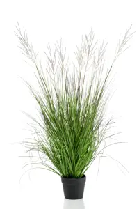 CATKINS GRASS X9 110CM IN POT