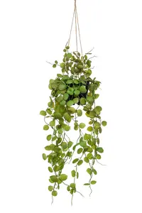 CEROPEGIA HANGING BUSH 50CM IN POT