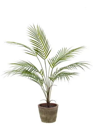 CHAMAEDOREA PLANT 85CM IN TC POT AG