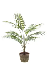 CHAMAEDOREA PLANT 85CM IN TC POT AG