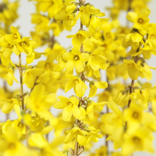 Chinees klokje 'Nimbus' - P17cm - afbeelding 2