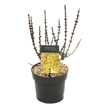 Chinees klokje 'Nimbus' - P17cm - afbeelding 1