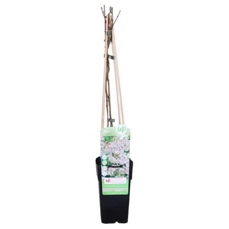 Chinese Bruidssluier - P15cm - afbeelding 2