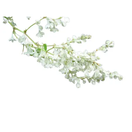 Chinese Bruidssluier - P15cm - afbeelding 3