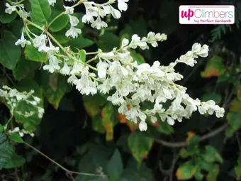 Chinese Bruidssluier - P15cm - afbeelding 4
