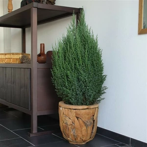 Chinese Jeneverbes - H50/60 - afbeelding 5