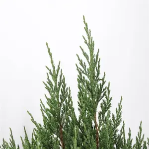 Chinese Jeneverbes - H60/80 - afbeelding 4