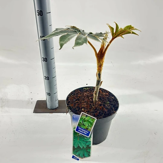 Chinese Rijstpapierplant 'Rex'