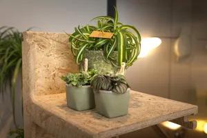Chlorophytum Bonnie - afbeelding 5