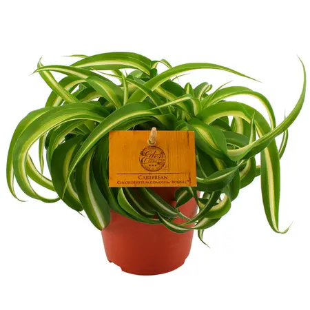 Chlorophytum Bonnie - afbeelding 1