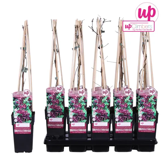 Chocolade Wingerd - P15cm - afbeelding 4