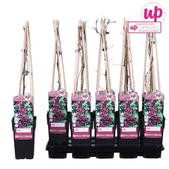 Chocolade Wingerd - P15cm - afbeelding 4