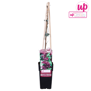 Chocolade Wingerd - P15cm - afbeelding 1