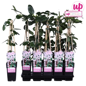 Clematis Armandii Apple Blossom Bladhoudend P15 - afbeelding 3