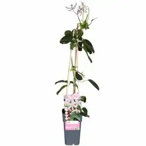 Clematis Armandii Apple Blossom Bladhoudend P15 - afbeelding 1