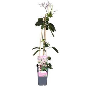 Clematis Armandii Apple Blossom Bladhoudend  P15 - afbeelding 1