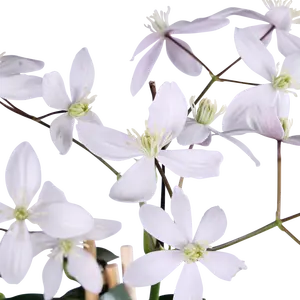 Clematis Armandii Apple Blossom Bladhoudend P15 - afbeelding 2