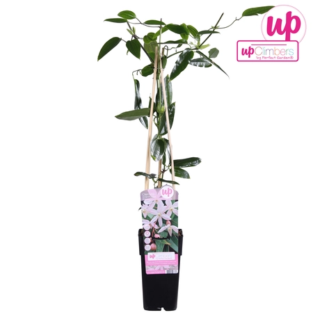 Clematis Armandii 'Apple Blossom' - P15cm - afbeelding 4