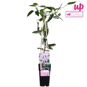 Clematis Armandii 'Apple Blossom' - P15cm - afbeelding 4