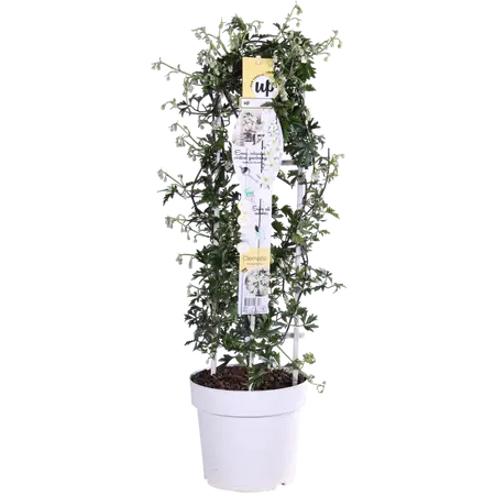 Clematis 'Avalanche' - P23cm - afbeelding 1