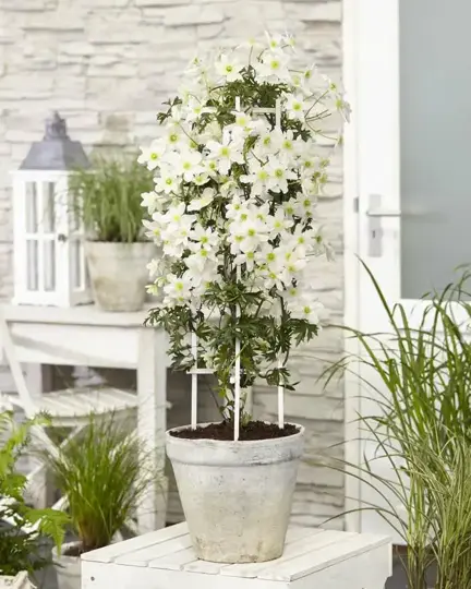 Clematis 'Avalanche' - P23cm - afbeelding 5