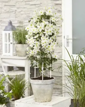 Clematis 'Avalanche' - P23cm - afbeelding 5