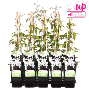 Clematis Montana 'Grandiflora' (Bosrank) - P15cm - afbeelding 2