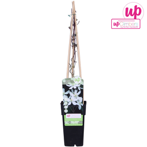 Clematis Montana Grandiflora   P15 - afbeelding 1