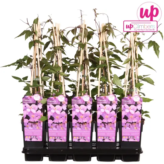 Clematis Montana Var. Rubens (Bosrank) - P15cm - afbeelding 4