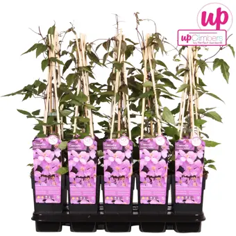 Clematis Montana Var. Rubens (Bosrank) - P15cm - afbeelding 4