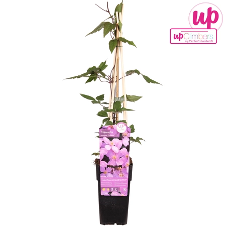 Clematis Montana Var. Rubens (Bosrank) - P15cm - afbeelding 2