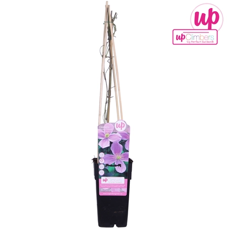 Clematis Montana Var. Rubens P15 - afbeelding 3