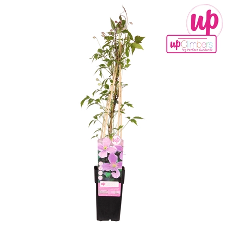 Clematis Montana Var. Rubens - P15cm - afbeelding 1