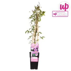 Clematis Montana Var. Rubens - P15cm - afbeelding 1